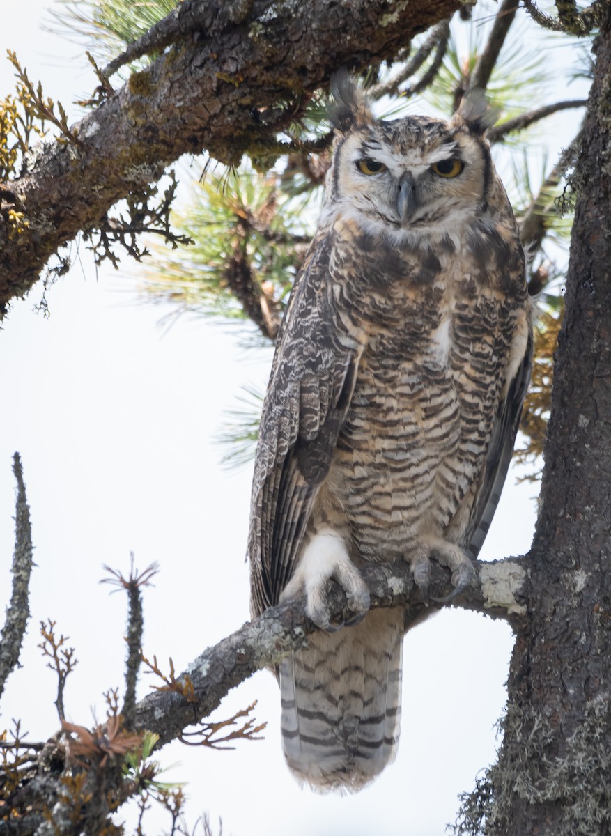 Great Horned Owl - ML619758620