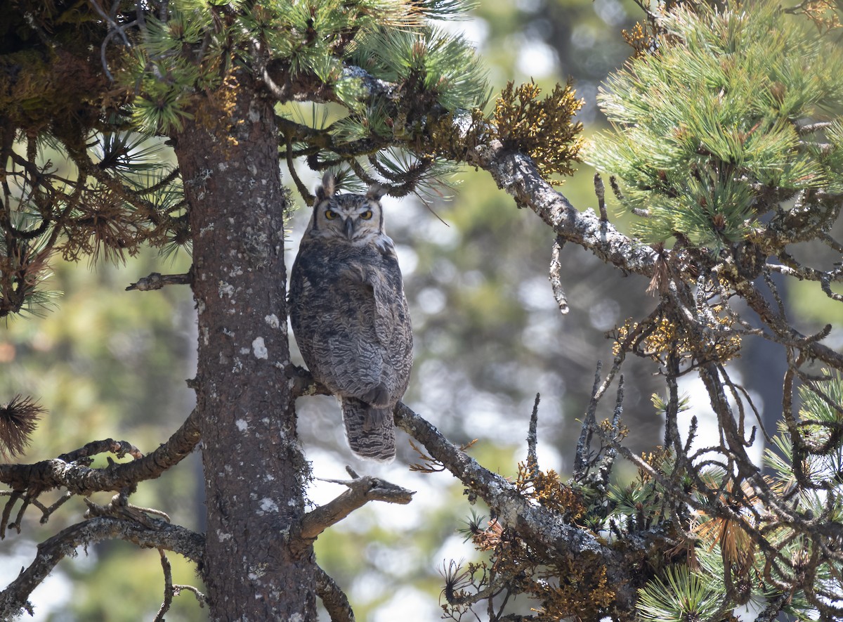 Great Horned Owl - ML619758622