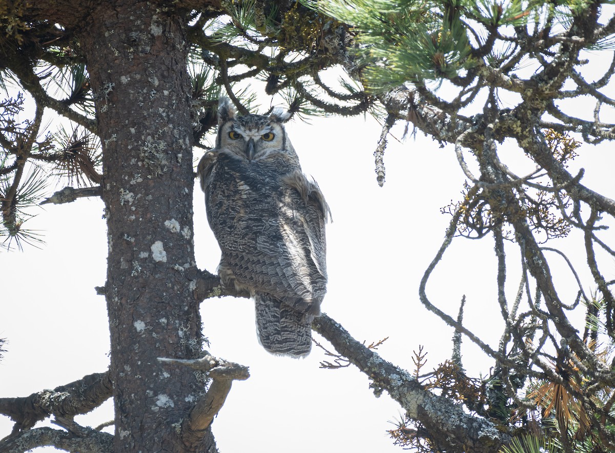 Great Horned Owl - ML619758623