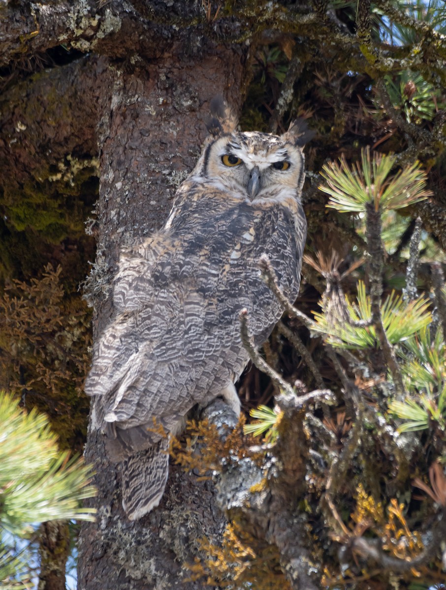 Great Horned Owl - ML619758624