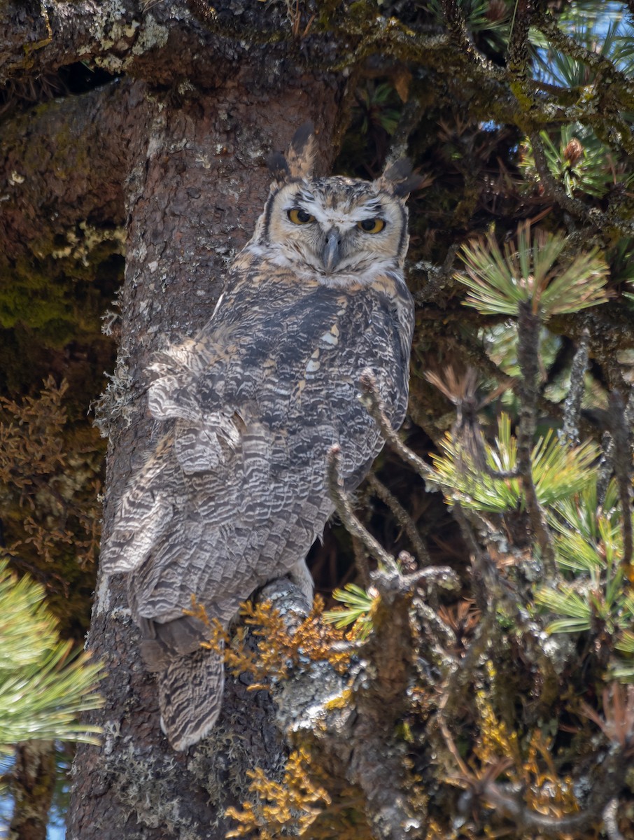 Great Horned Owl - ML619758625