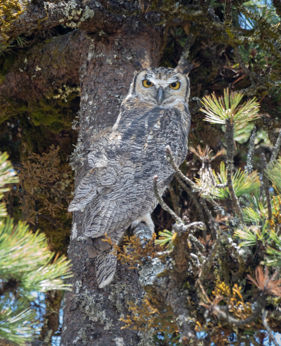 Great Horned Owl - ML619758626