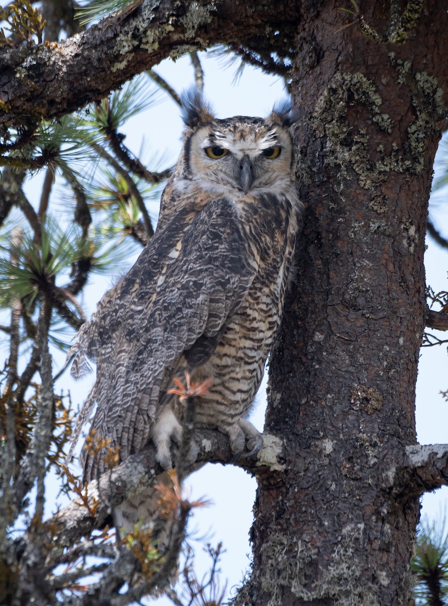 Great Horned Owl - ML619758627