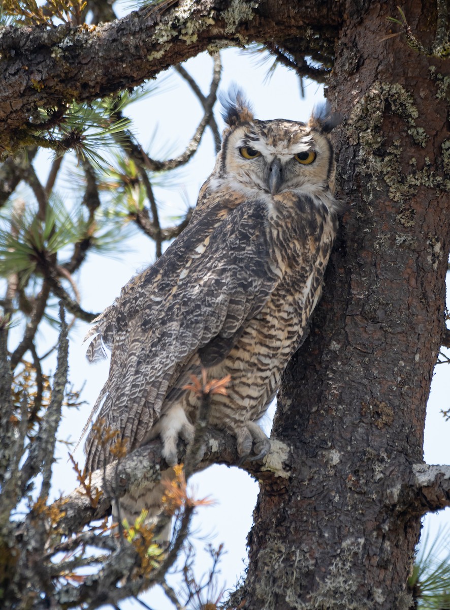 Great Horned Owl - ML619758628