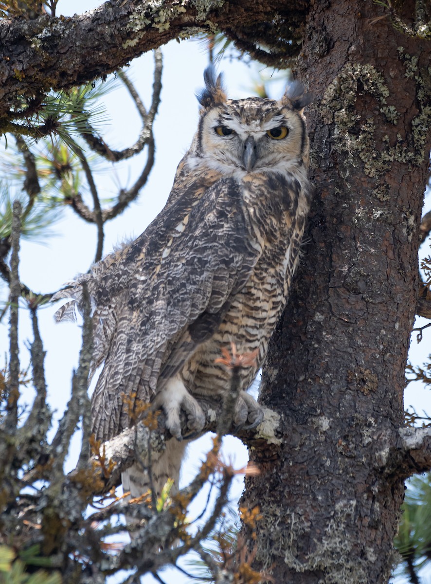Great Horned Owl - ML619758629