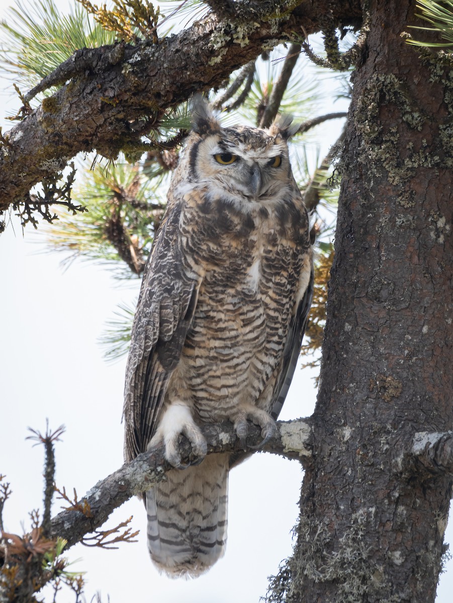 Great Horned Owl - ML619758630