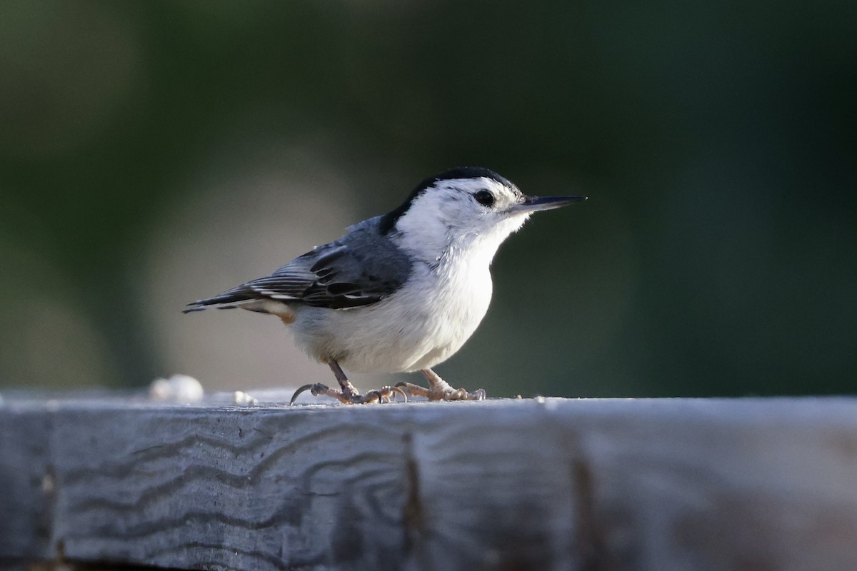 White-breasted Nuthatch - ML619758680