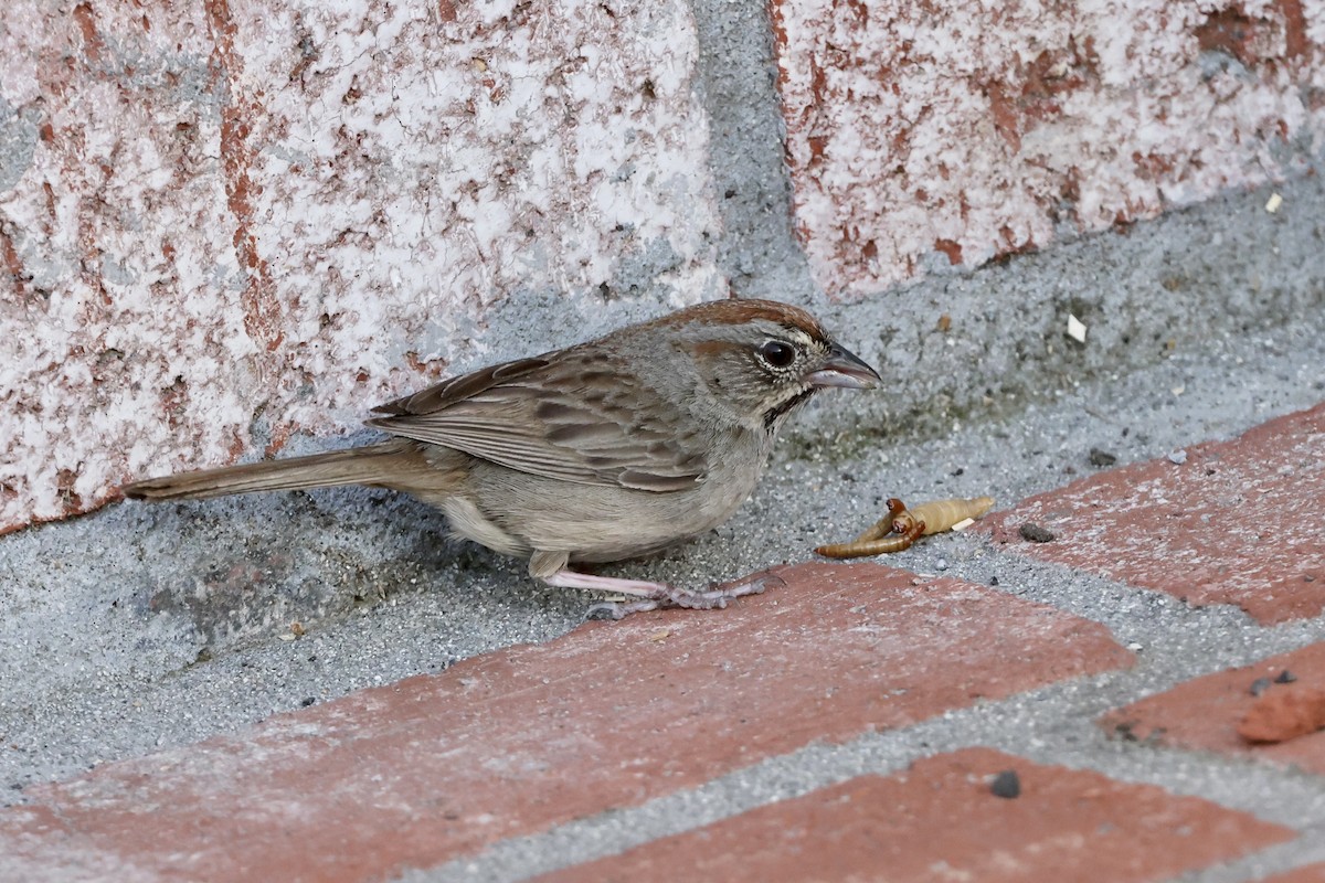 Rufous-crowned Sparrow - ML619758729