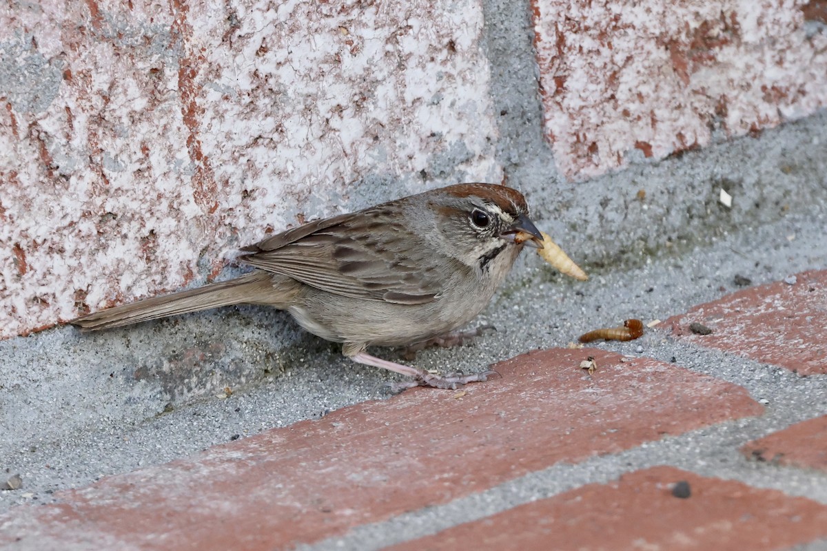 Rufous-crowned Sparrow - ML619758730