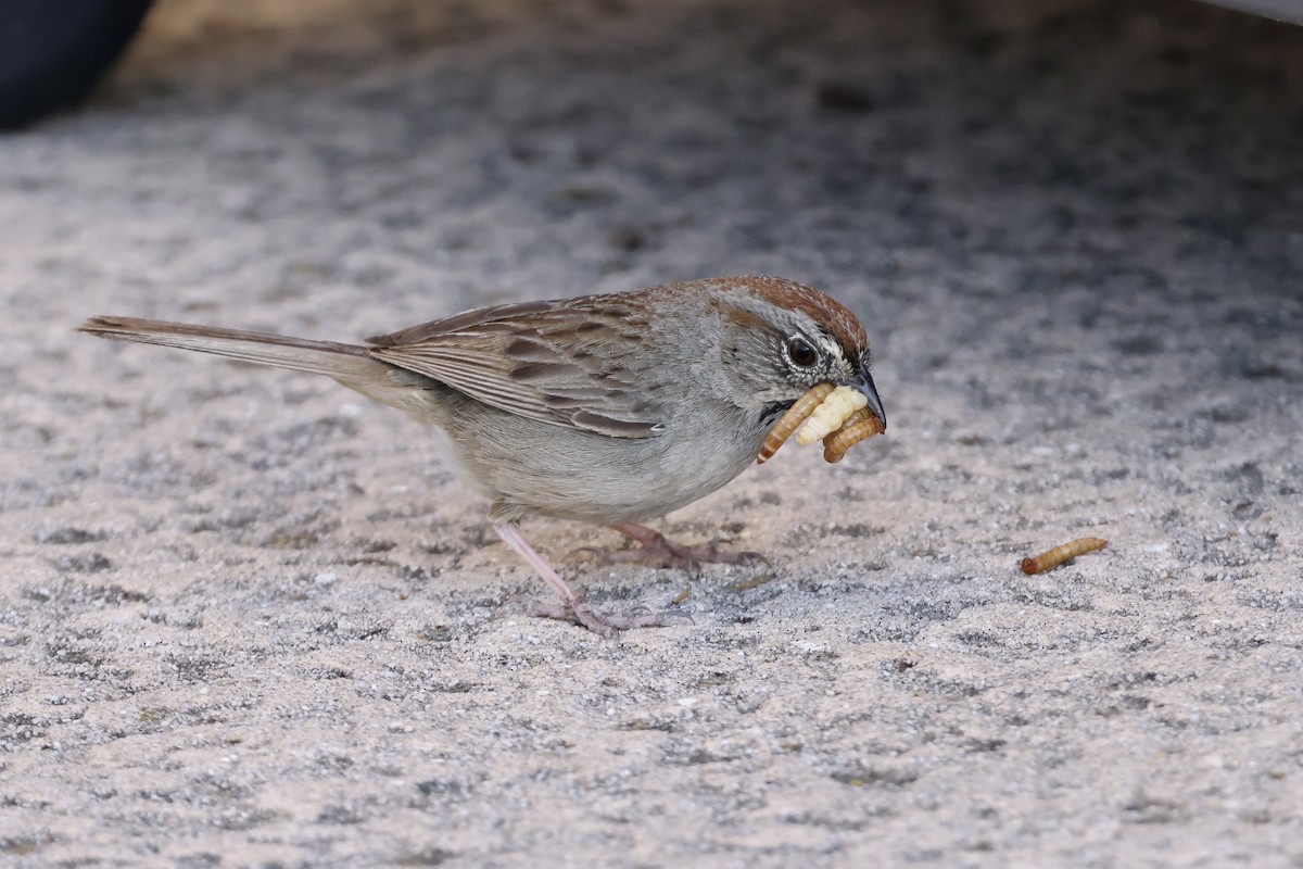 Rufous-crowned Sparrow - ML619758731