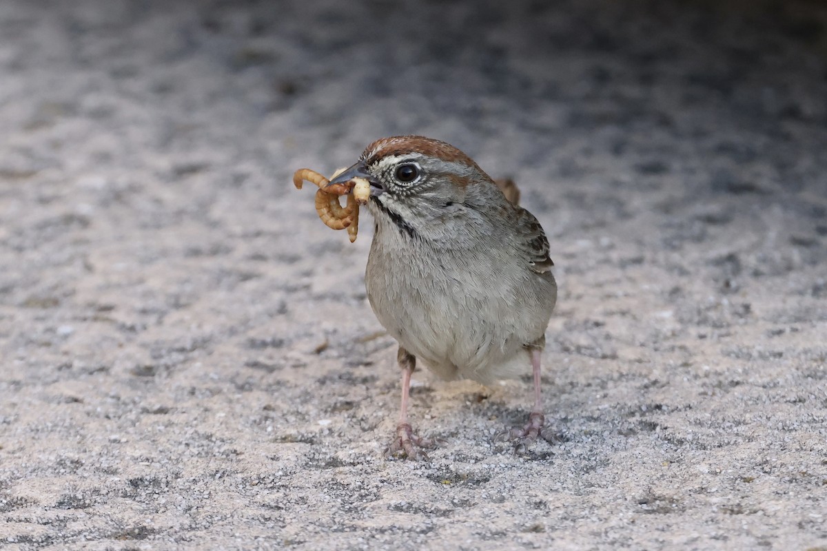 Rufous-crowned Sparrow - ML619758733