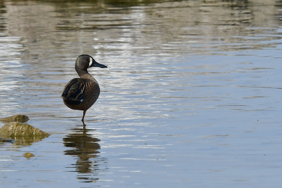 Blue-winged Teal - ML619758763