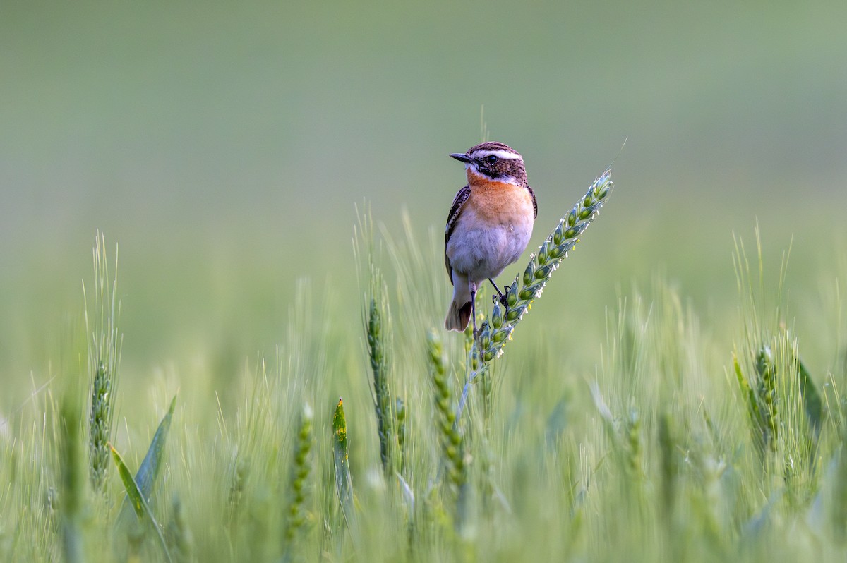 Whinchat - ML619758777