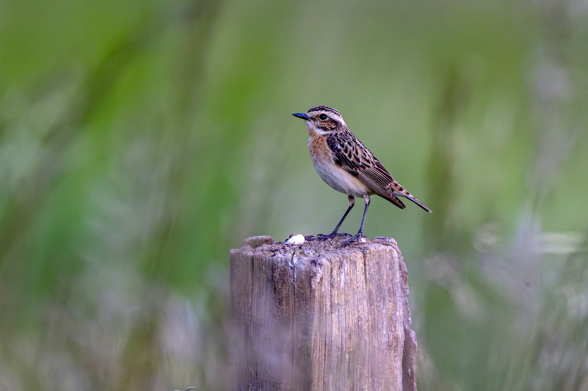 Whinchat - ML619758778