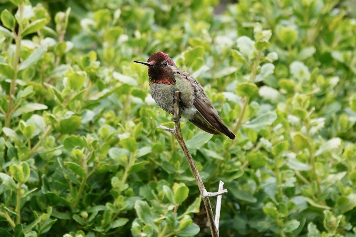 Anna's Hummingbird - ML619758814