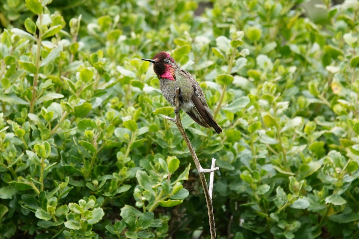Anna's Hummingbird - ML619758817