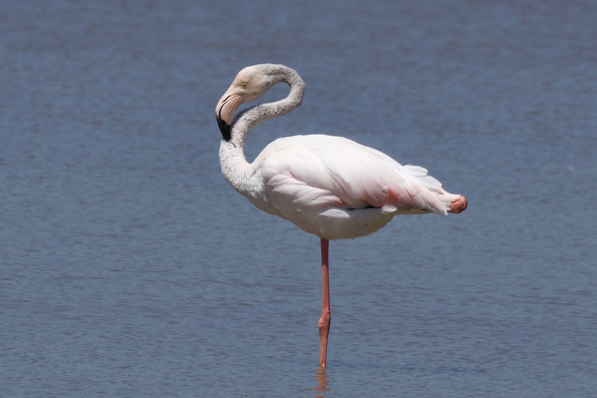 Greater Flamingo - ML619758827