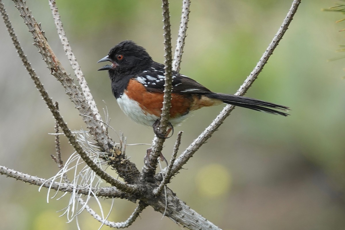 Spotted Towhee - ML619758833