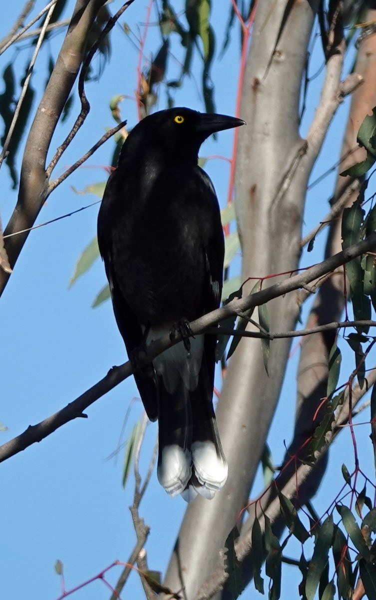 Pied Currawong - ML619758834