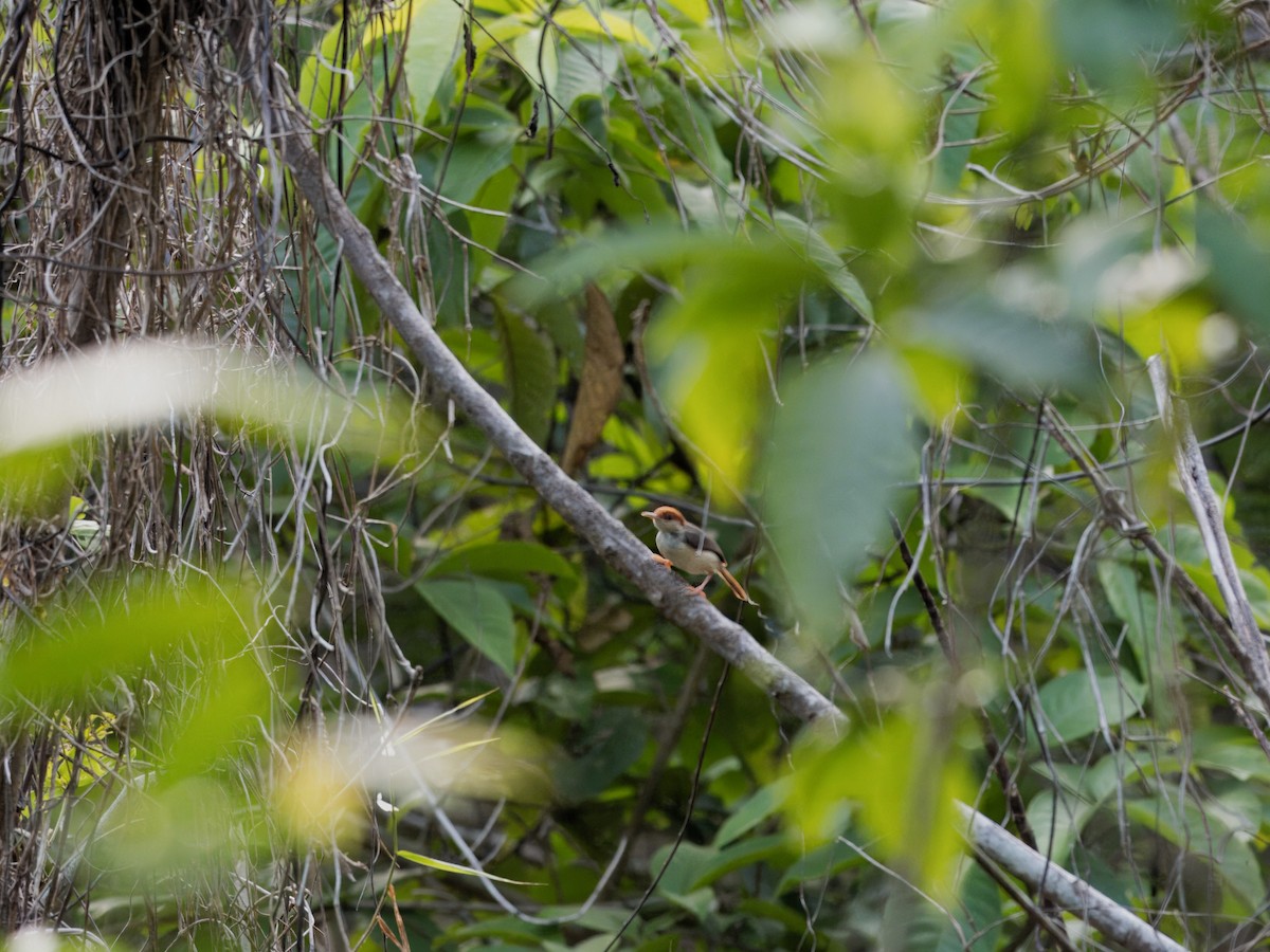 Rufous-tailed Tailorbird - ML619758852