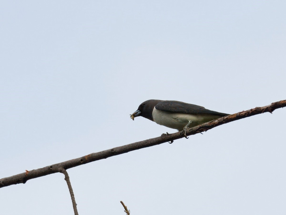 White-breasted Woodswallow - ML619758855