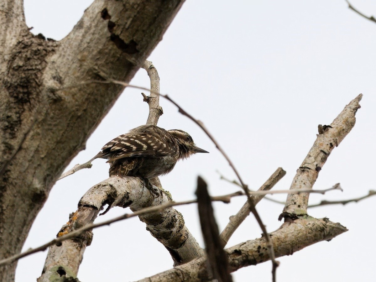 Sunda Pygmy Woodpecker - ML619758861