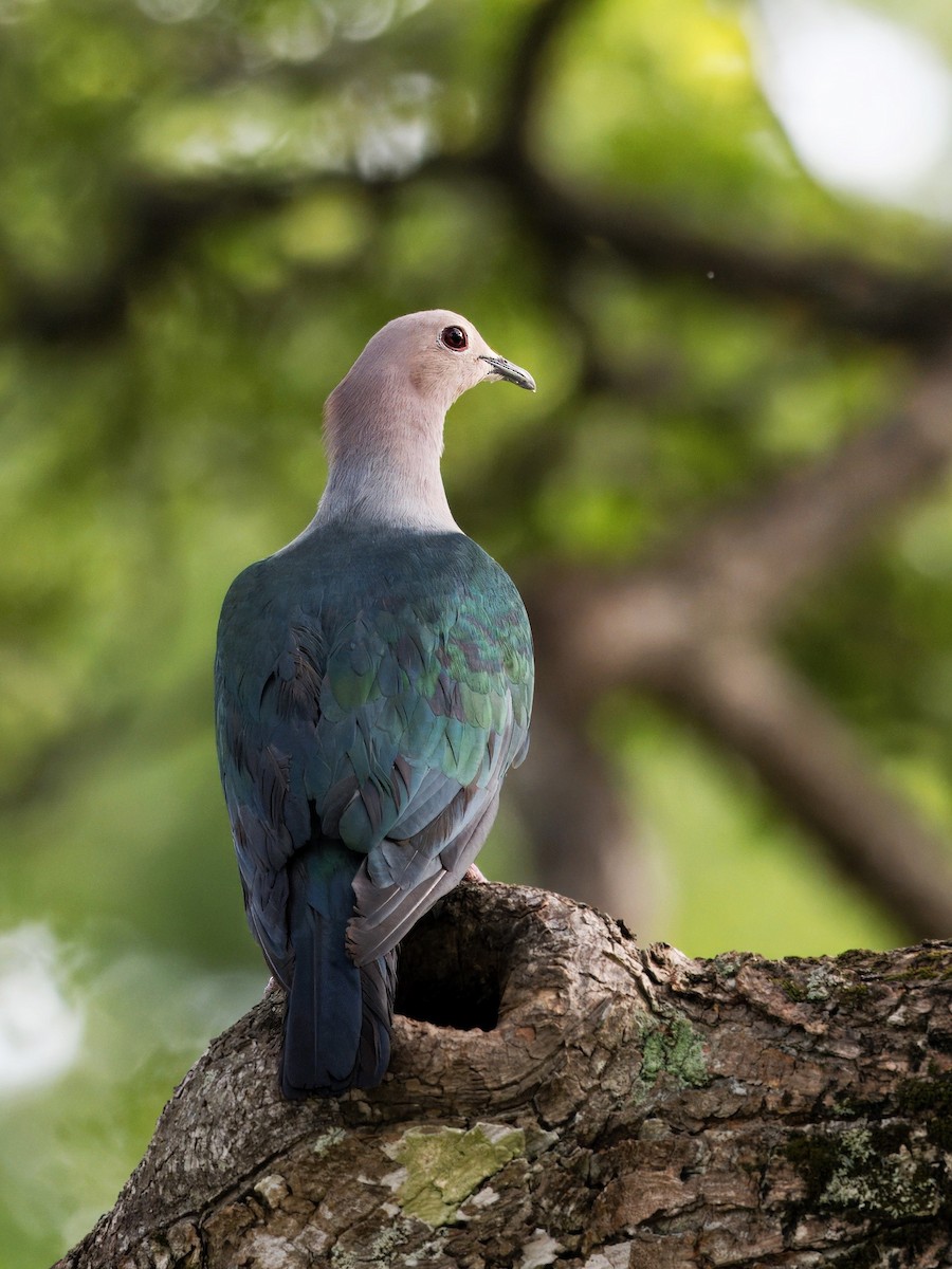 Green Imperial-Pigeon - ML619758866