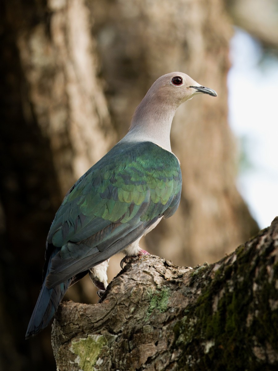 Green Imperial-Pigeon - ML619758867