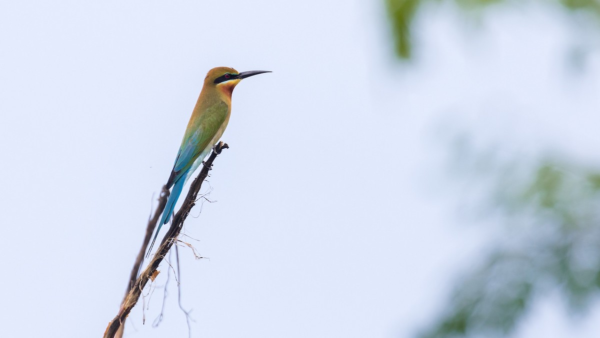 Blue-tailed Bee-eater - ML619758892