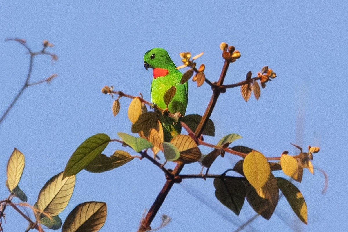Blue-crowned Hanging-Parrot - ML619758915