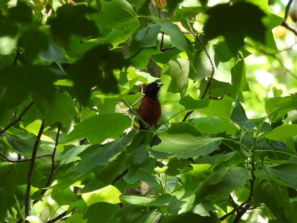 Orchard Oriole - ML619758921