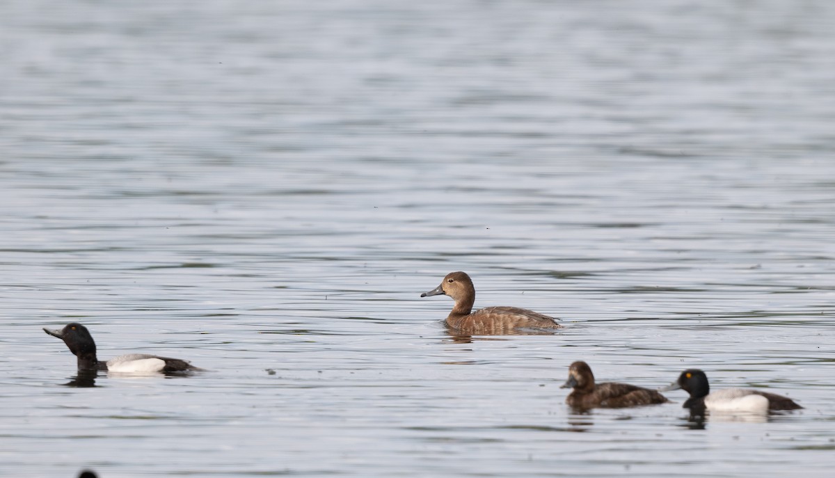 eBird Checklist - 28 May 2024 - Lake Hood & Lake Spenard - 25 species ...