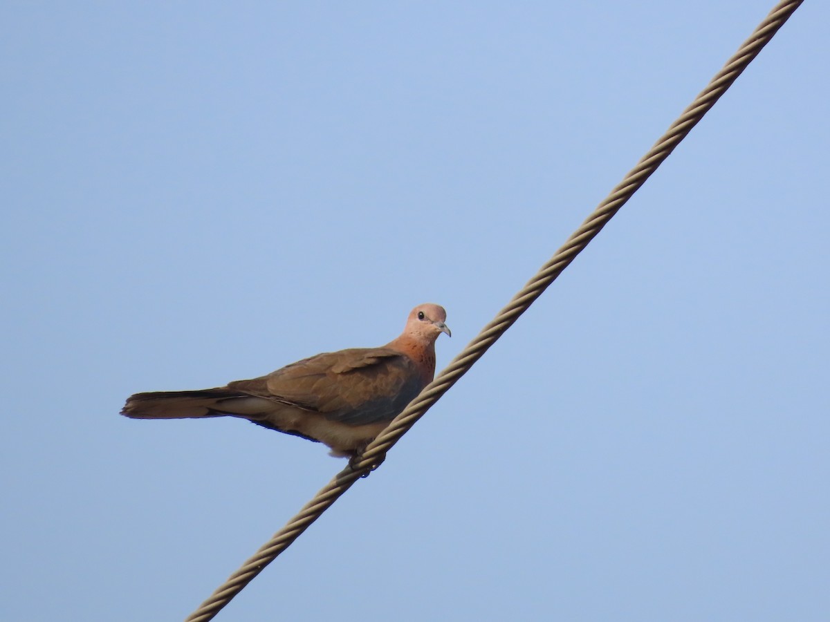 Laughing Dove - ML619758946