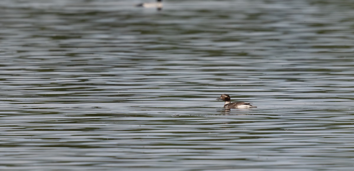 Long-tailed Duck - ML619758947