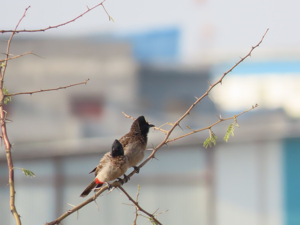 Red-vented Bulbul - ML619758956