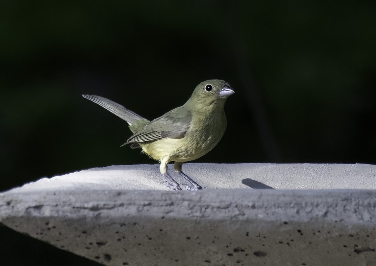 Painted Bunting - ML619758960