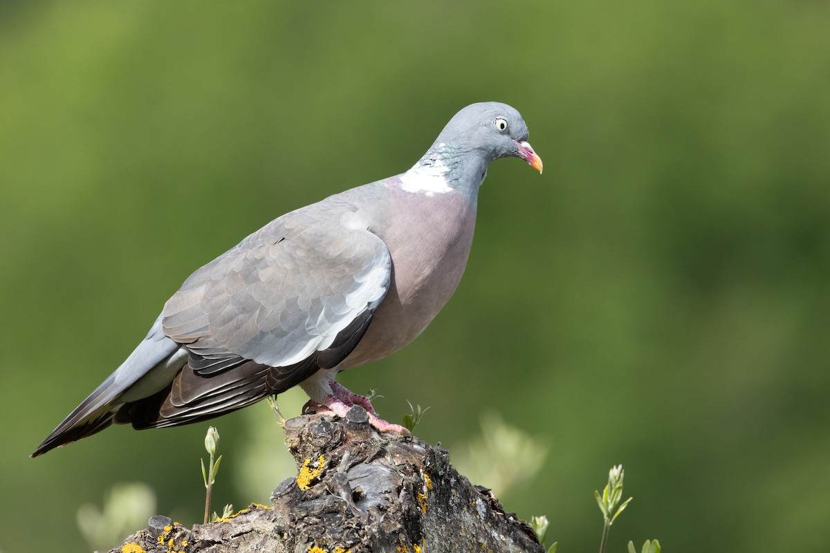 Common Wood-Pigeon - ML619758968