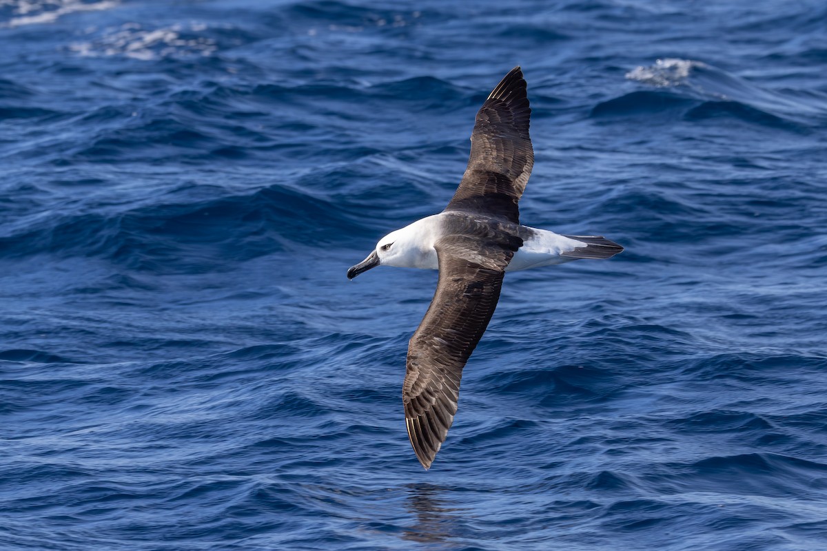 Albatros à sourcils noirs (impavida) - ML619758980