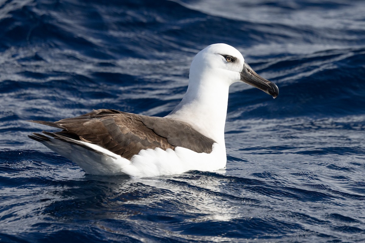 Albatros à sourcils noirs (impavida) - ML619758981