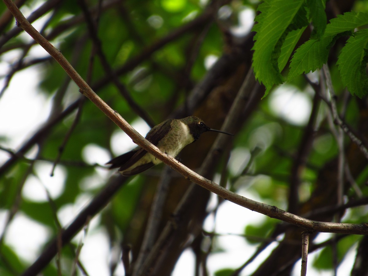 Black-chinned Hummingbird - ML619759000