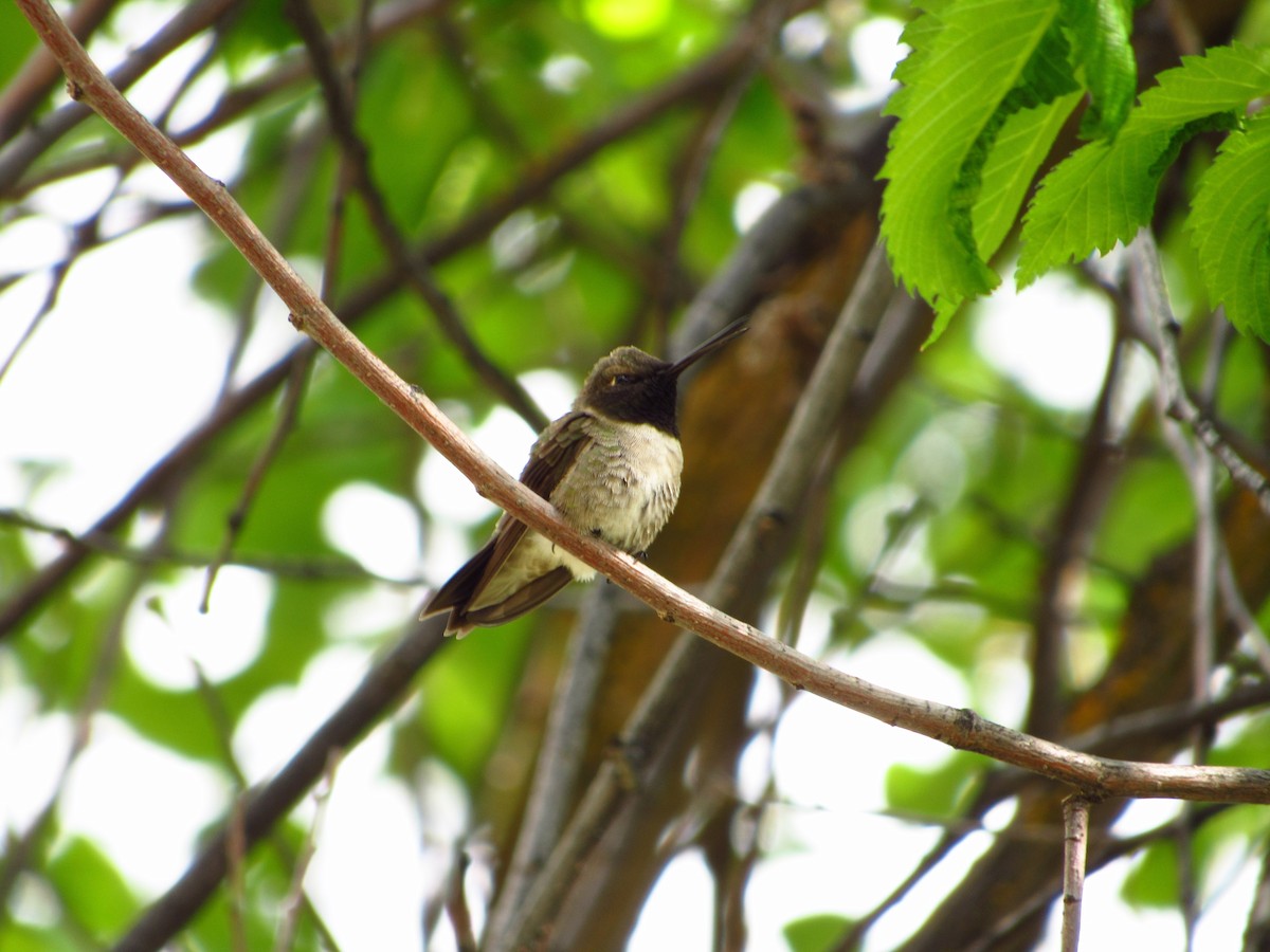 Black-chinned Hummingbird - ML619759003
