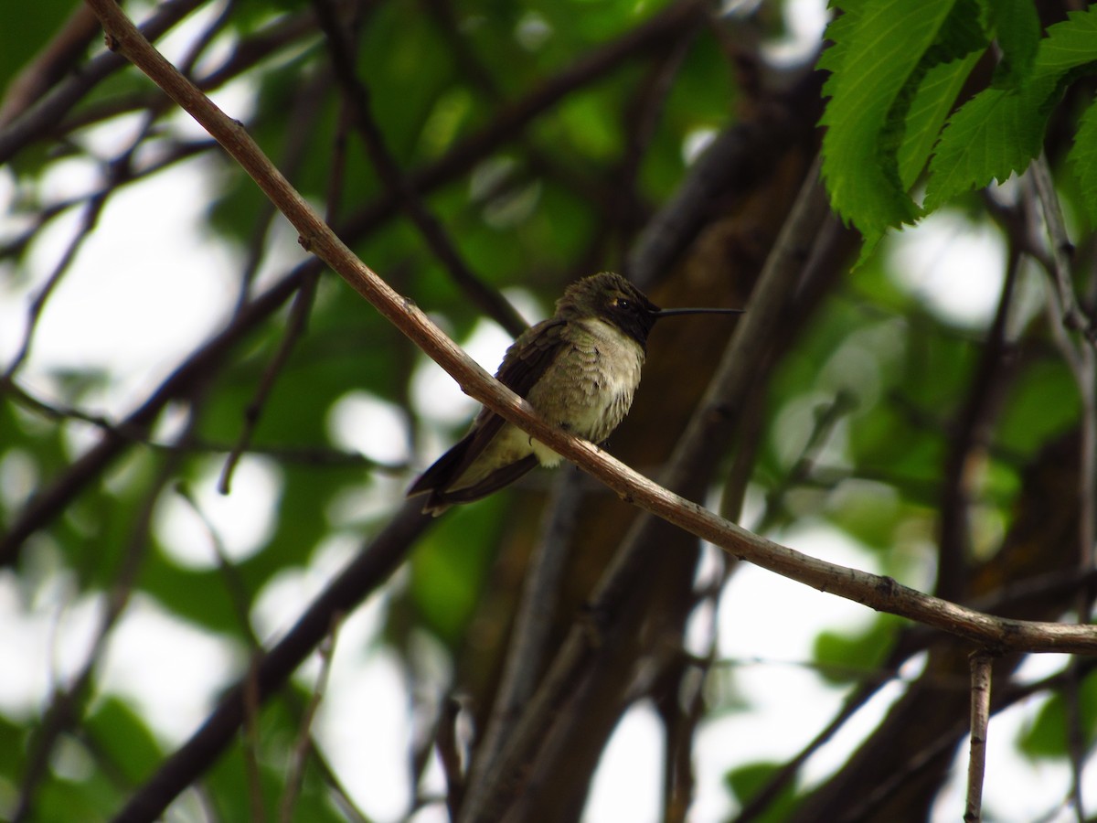 Black-chinned Hummingbird - ML619759009