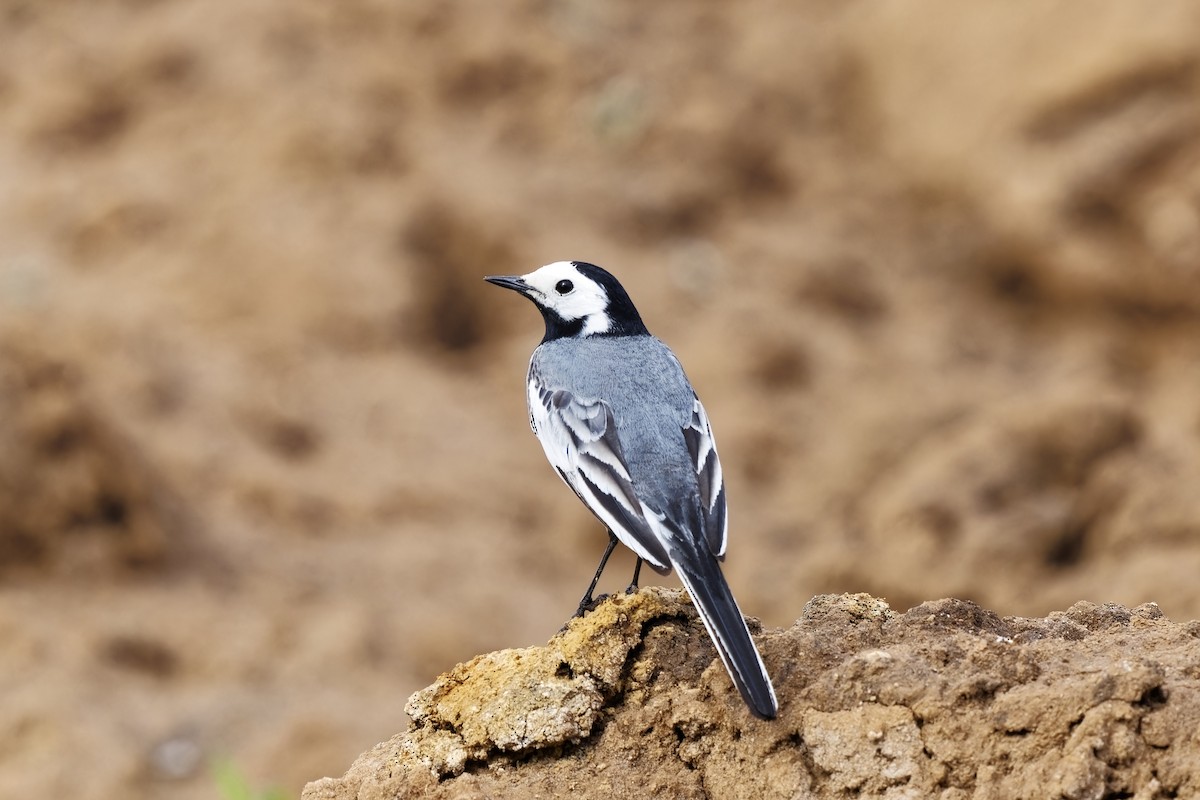 White Wagtail (White-faced) - ML619759027