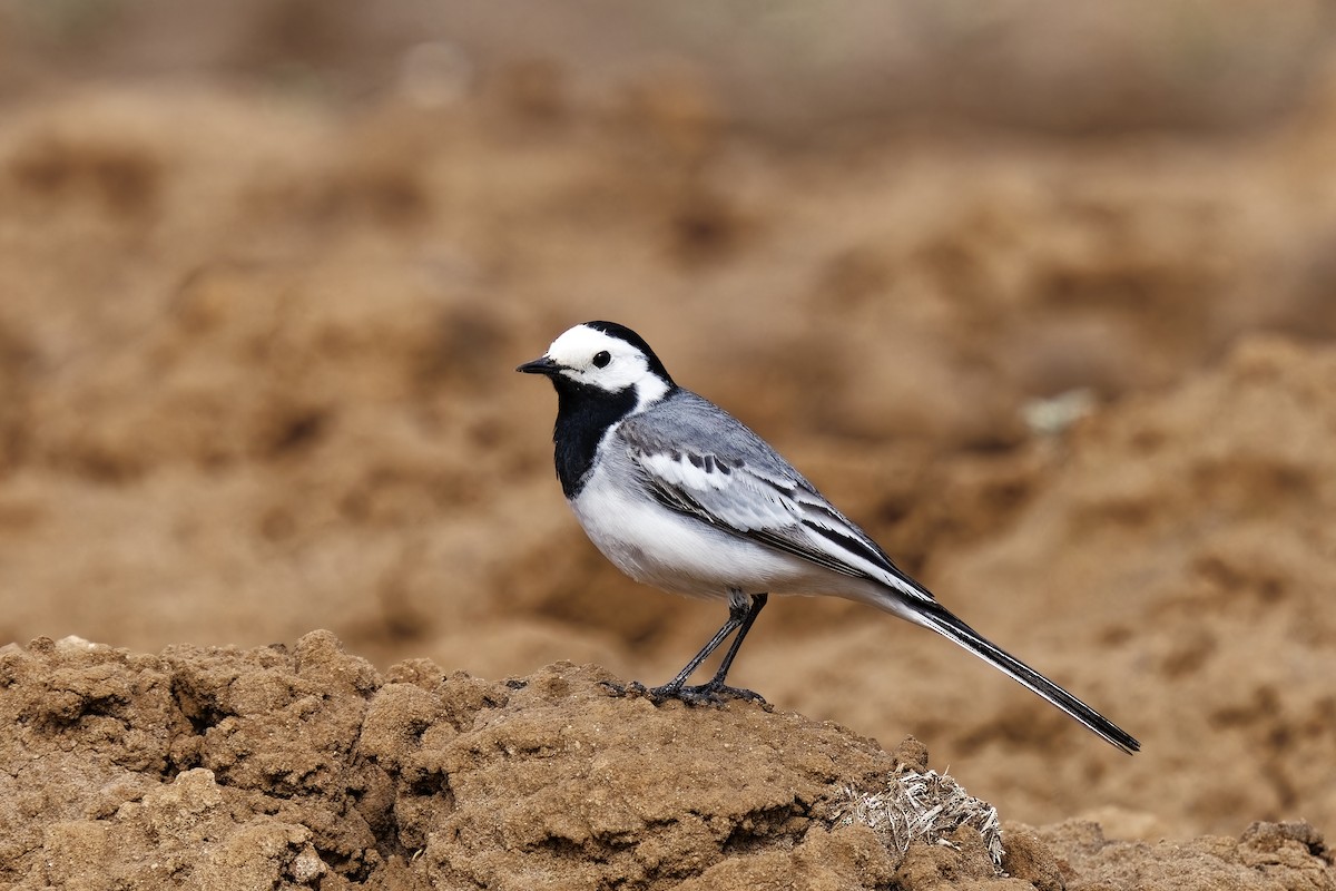White Wagtail (White-faced) - ML619759028