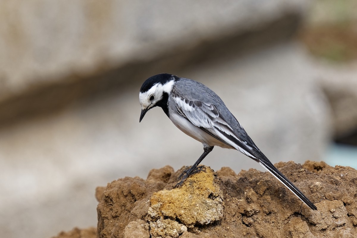 White Wagtail (White-faced) - ML619759030