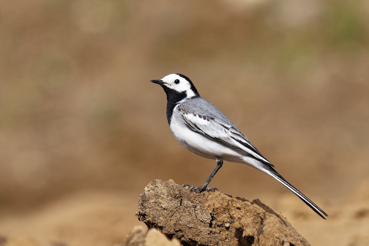 White Wagtail (White-faced) - ML619759031