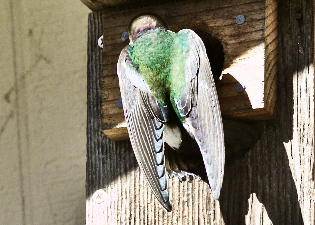 Violet-green Swallow - ML619759037