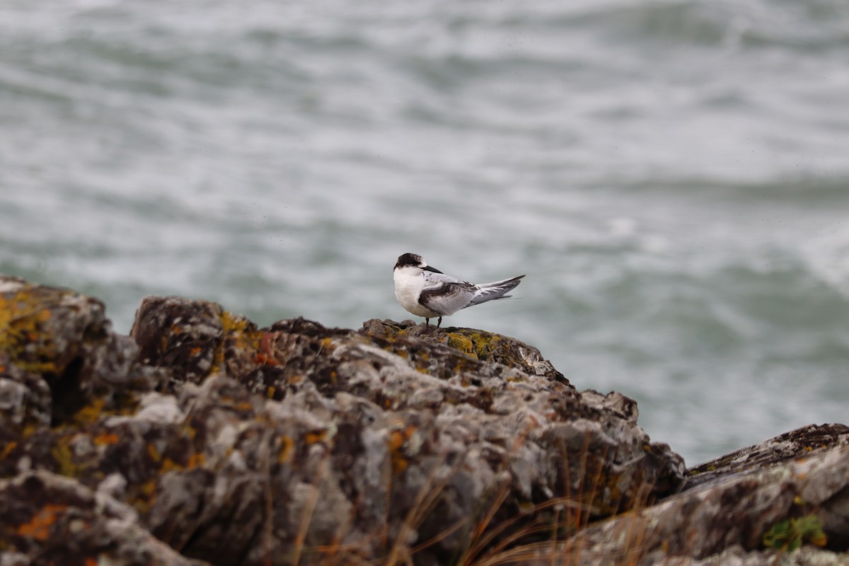 White-fronted Tern - ML619759049
