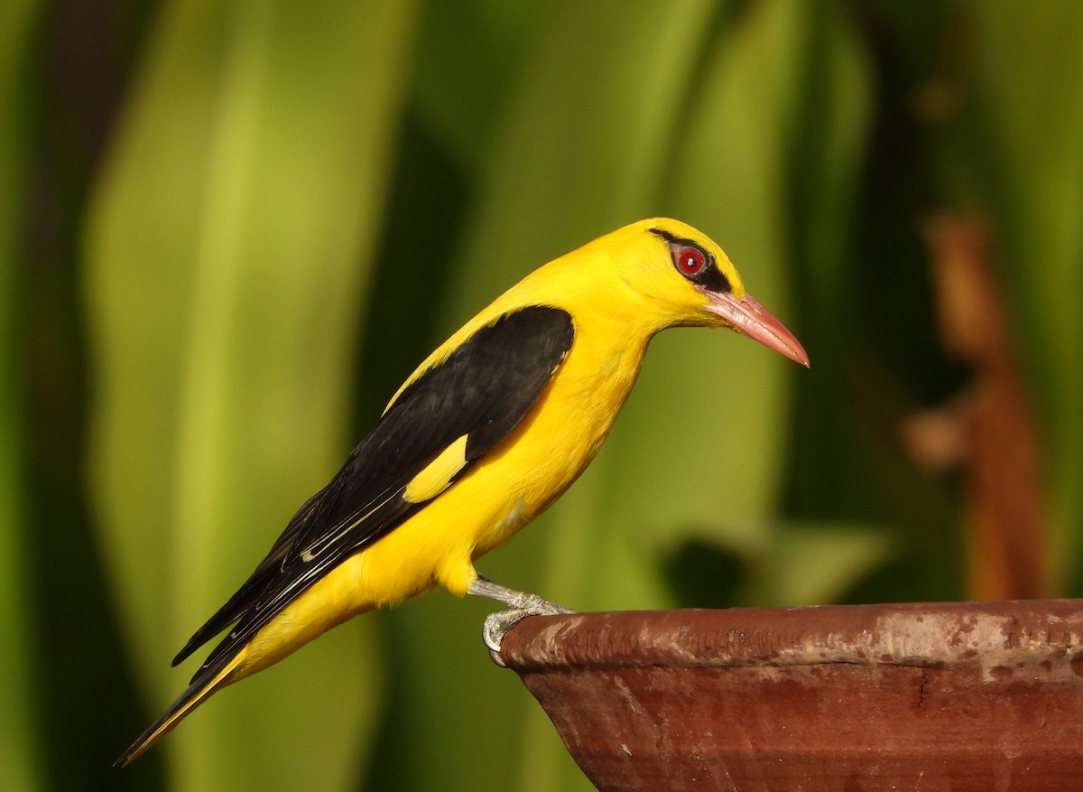 Indian Golden Oriole - ML619759071
