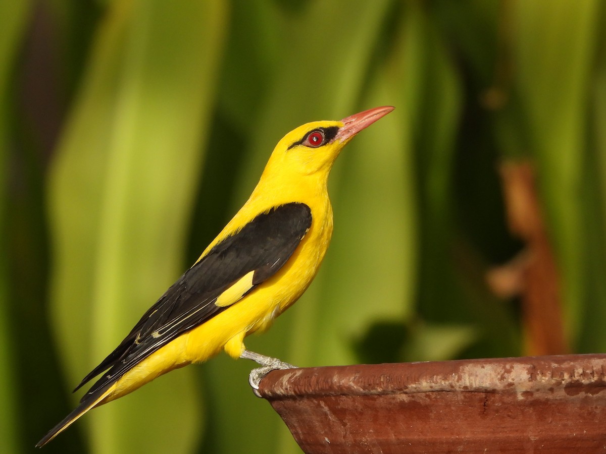 Indian Golden Oriole - ML619759072